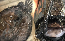 &ldquo;Qiyamətin xəbər&ccedil;isi&rdquo; 1000 metr dərinlikdən sahilə &ccedil;ıxdı 