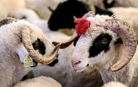 Qurbanlıq heyvanları bu ÜNVANLARDAN ala bilərsiniz