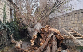 Bakıda g&uuml;cl&uuml; k&uuml;lək ağacı elektrik xəttinin &uuml;zərinə AŞIRDI 