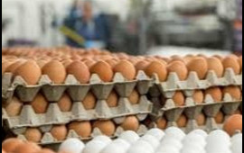 Makretlərdə köhnə yumurta satılır  Necə ayırd edək? 
