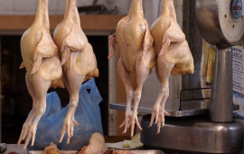 “Kənd toyuğudur” adı ilə belə ALDANIRIQ