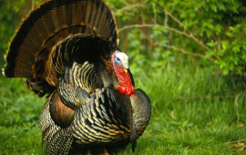 Bazarlarda &ldquo;hinduşka&rdquo;nın qiyməti ne&ccedil;əyədir?