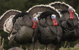 Bayramqabağı hinduşka ətinin qiymətində artım g&ouml;zlənilir?