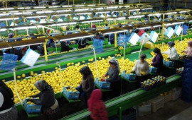 Türkiyə limon ixracatını dayandırır  Bu səbəbdən