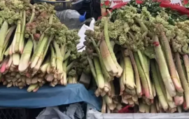 Xərçəngin müalicəsində yeni bitki  Şöhrəti ABŞyə qədər yayıldı
