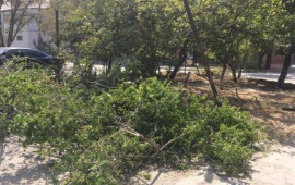 Şəki kafesinin sahibi ağacları kəsib, iş prokurorluğa göndərildi