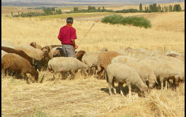 Çoban illərdir axtarılan cinayətkar çıxdı   223 illik hökm, 55 cinayət... 
