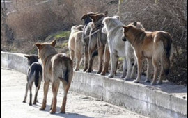 “Sahibsiz Heyvanlara Qayğı Mərkəzi” publik hüquqi şəxsi yaradıldı